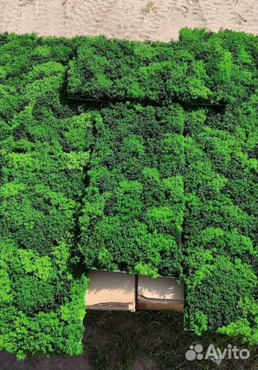 Стабилизированный мох яркий сочный натуральный 925