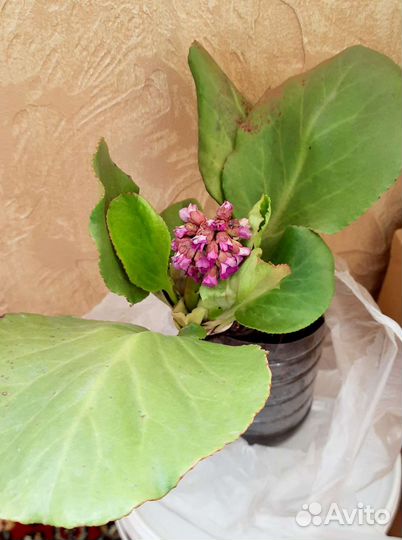 Садовые цветы. Многолетники