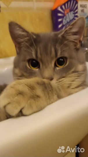 Котик-подросток