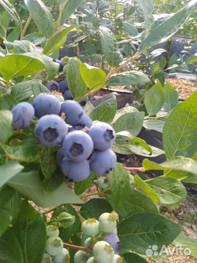 Голубика домашняя