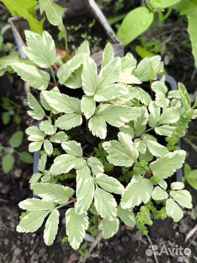 Хосты,лапчатка