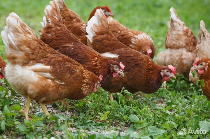Куры молодки несушки