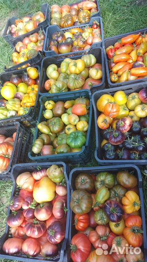 Семена томатов (частная коллекция)