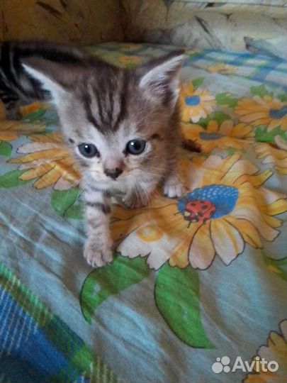 Британские котята