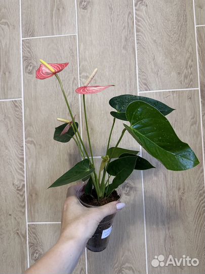 Новинка антуриум ливиум оранж (оранжевый)