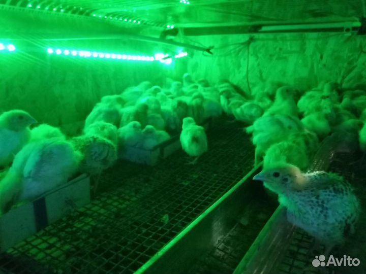 Перепелята