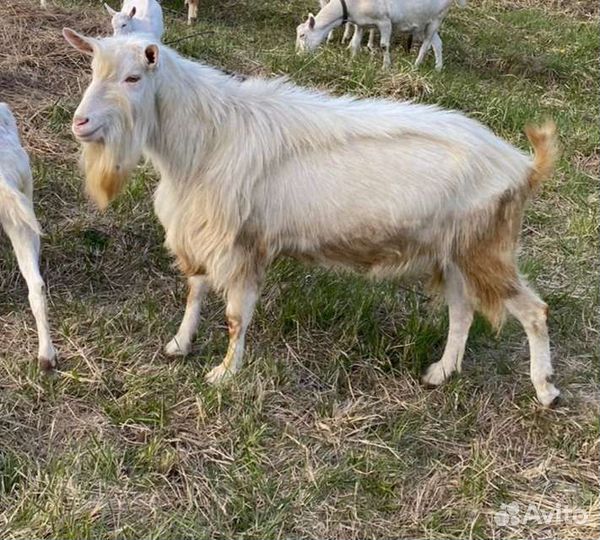 Чп. Зааненский козел Вязка