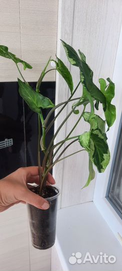 Сингониум Три короля