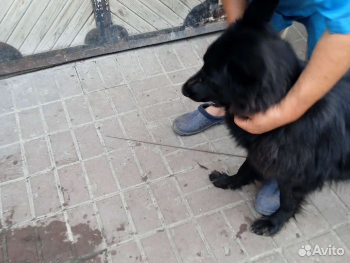 Собачьий шерсть