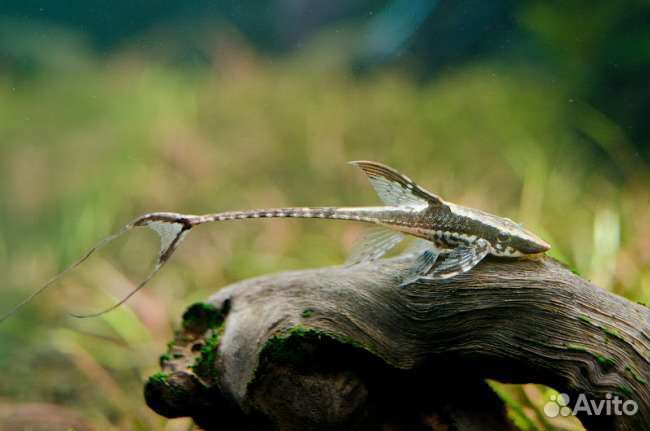 Стурисома панамская, парусник, ктенопома