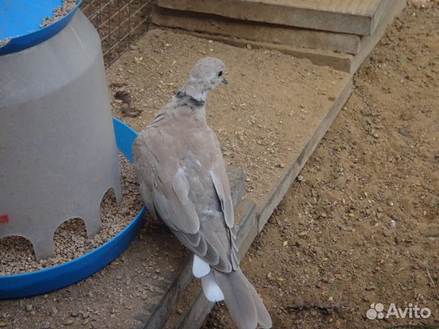 Горлица смеющаяся