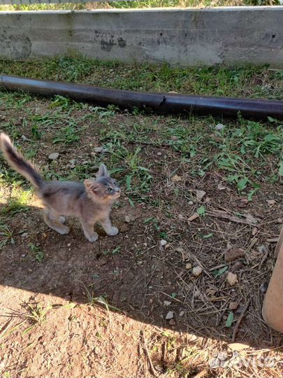 Мальчик ищет дом