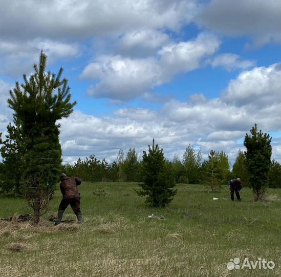 Сосна обыкновенная