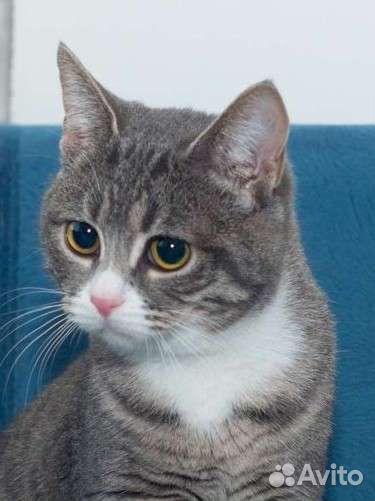 Кошка Лаура