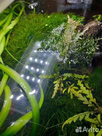 Рыбки растения креветки