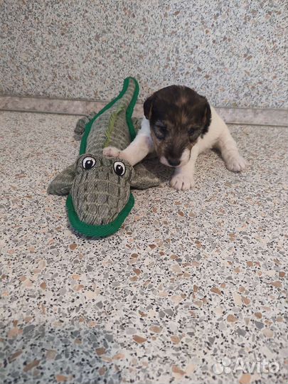 Фокстерьер жесткошерстный щенки