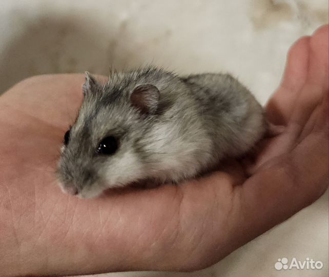 Джунгарские хомячки