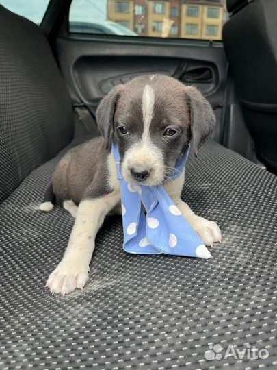 Щенок мальчик