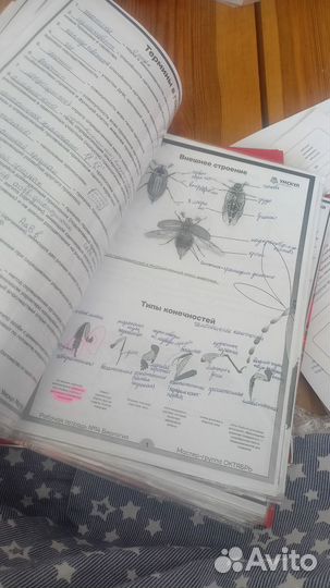 Материалы для подготовки к ЕГЭ, биология ЕГЭ, ЕГЭ