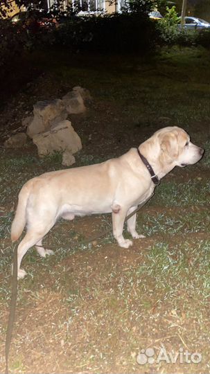 Лабрадор ретривер