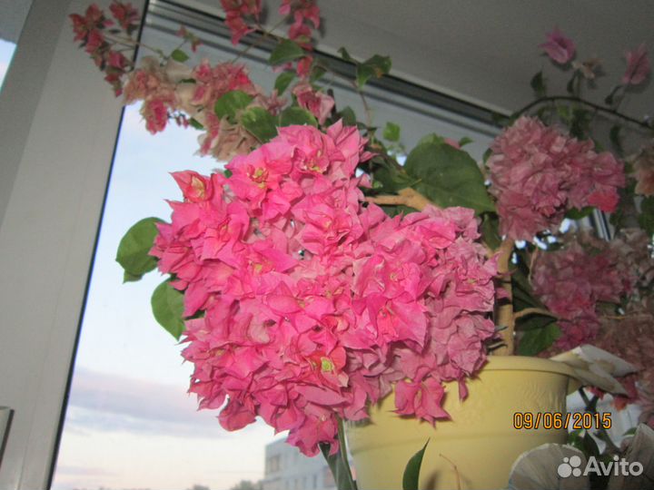 Бугенвиллии разные