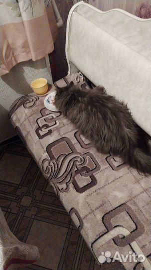 Порода сибирская кошка