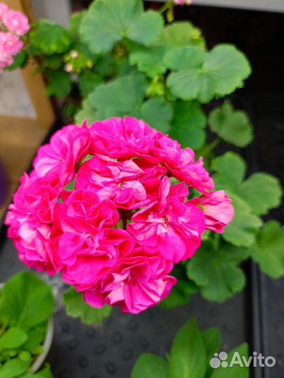 Черенки пеларгонии