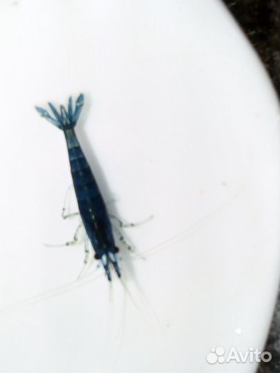 Креветки, улитки и растения