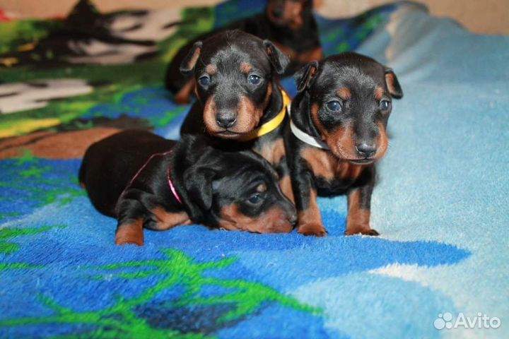 Щенки цвергпинчера