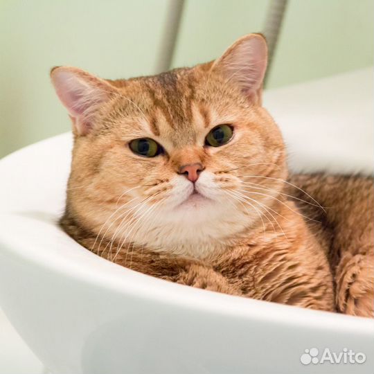 Шотландский кот вязка