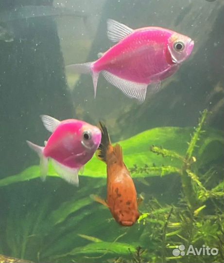 Продажа аквариумных рыбок