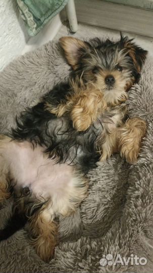 Йорк стандарт девочка