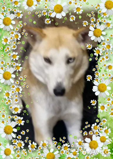 В самые добрые руки