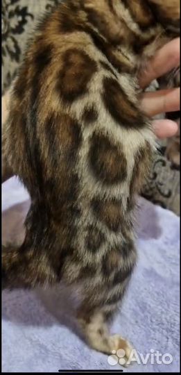 Бенгальская