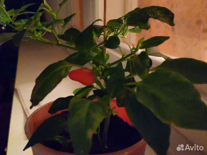 Монстера вариегатная