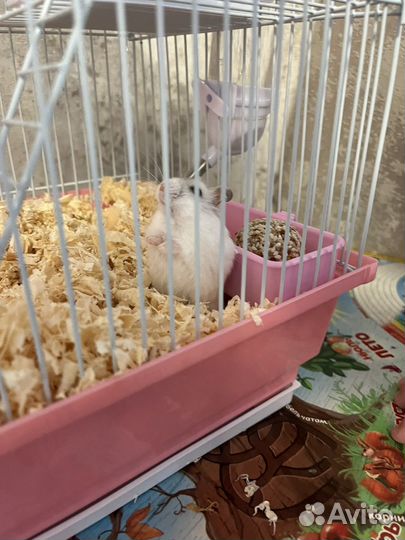 Хомяк с клеткой