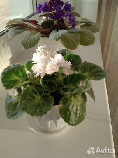 Фиалки цветущие в горшке