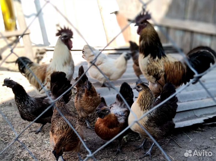 Инкубационное яйцо, петухи, молодки