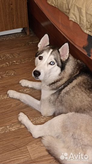 Очаровательные щеночки