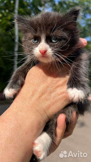 Котята 1,5мес с доставкой в дар