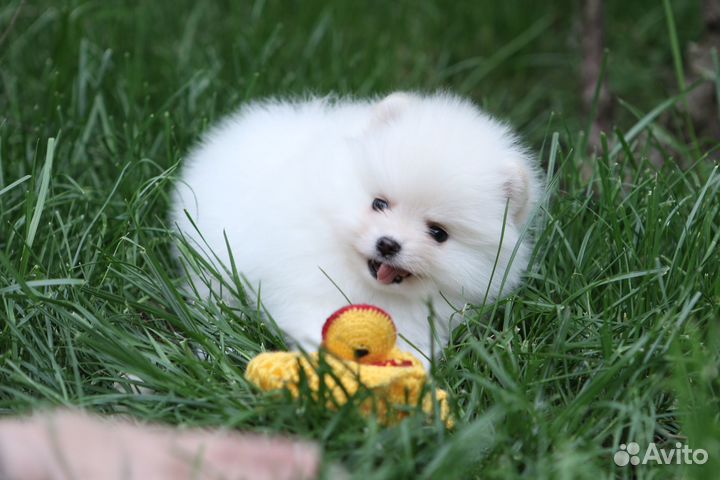 Мальчик карликовый