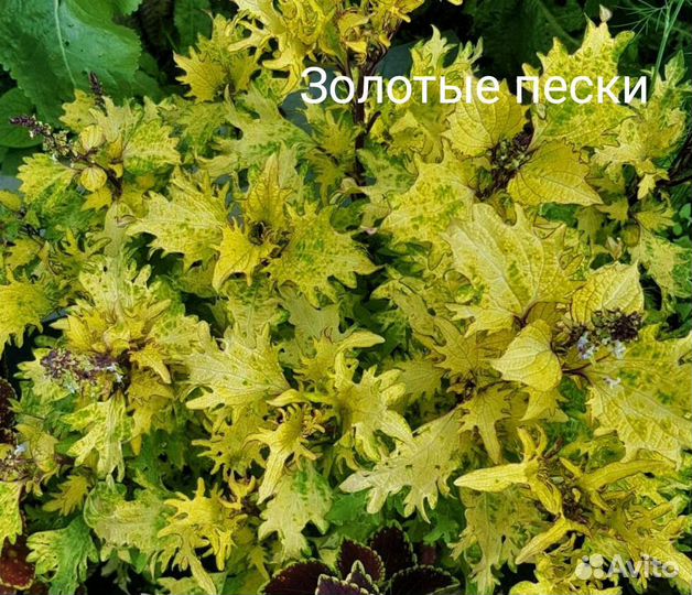 Колеусы российской селекции