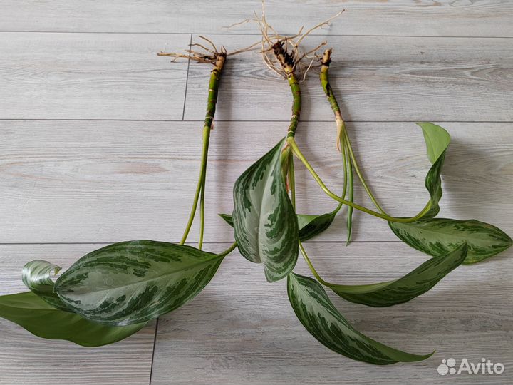 Аглаонема сильвер бей