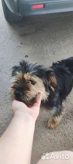 Отдам в хорошие руки