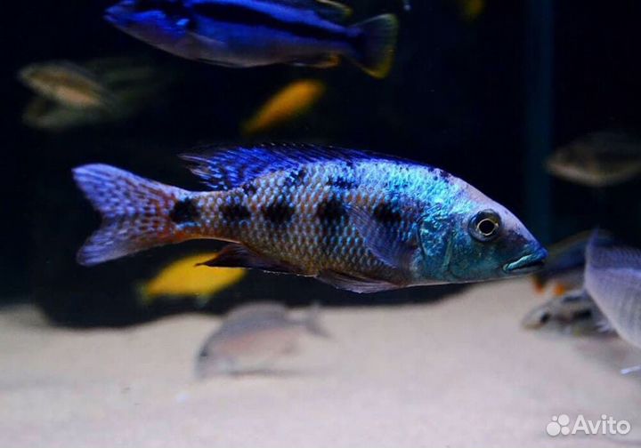 Цихлида Хаплохромис ростратус (Fossorochromis ros