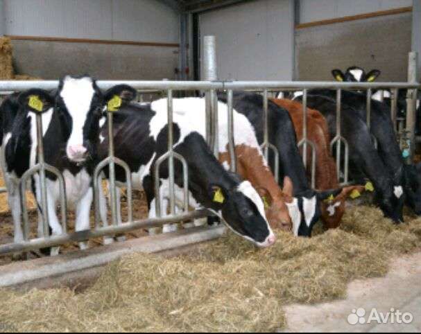 Телята бычки мясные