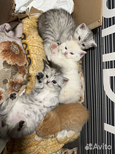 Британские котята