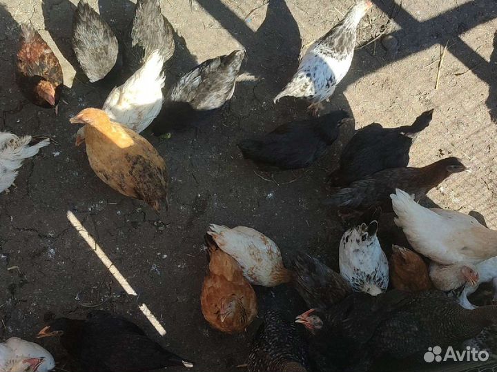Продам цыплят (Микс пород)