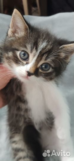 Очаровательные котята