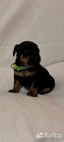 Щенки цвергпинчера